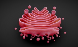 Golgi Apparatus